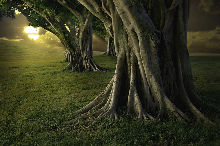 Tree wallpaper
