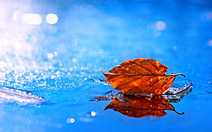 Leaf Fall , leaf, nature, graphy wallpaper