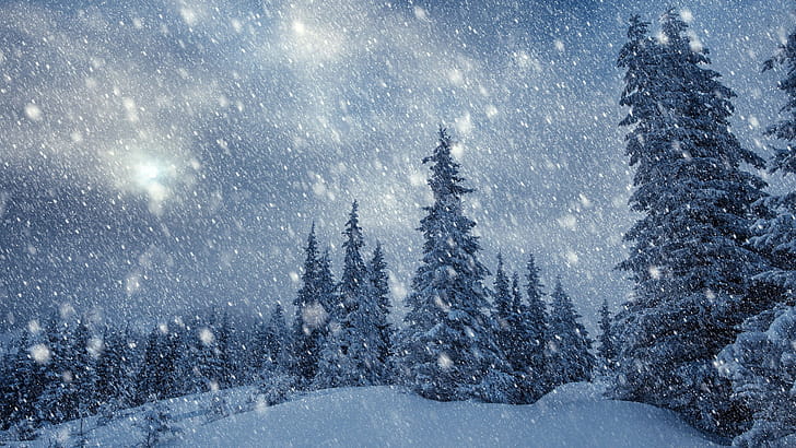 Forest, Snowfall wallpaper