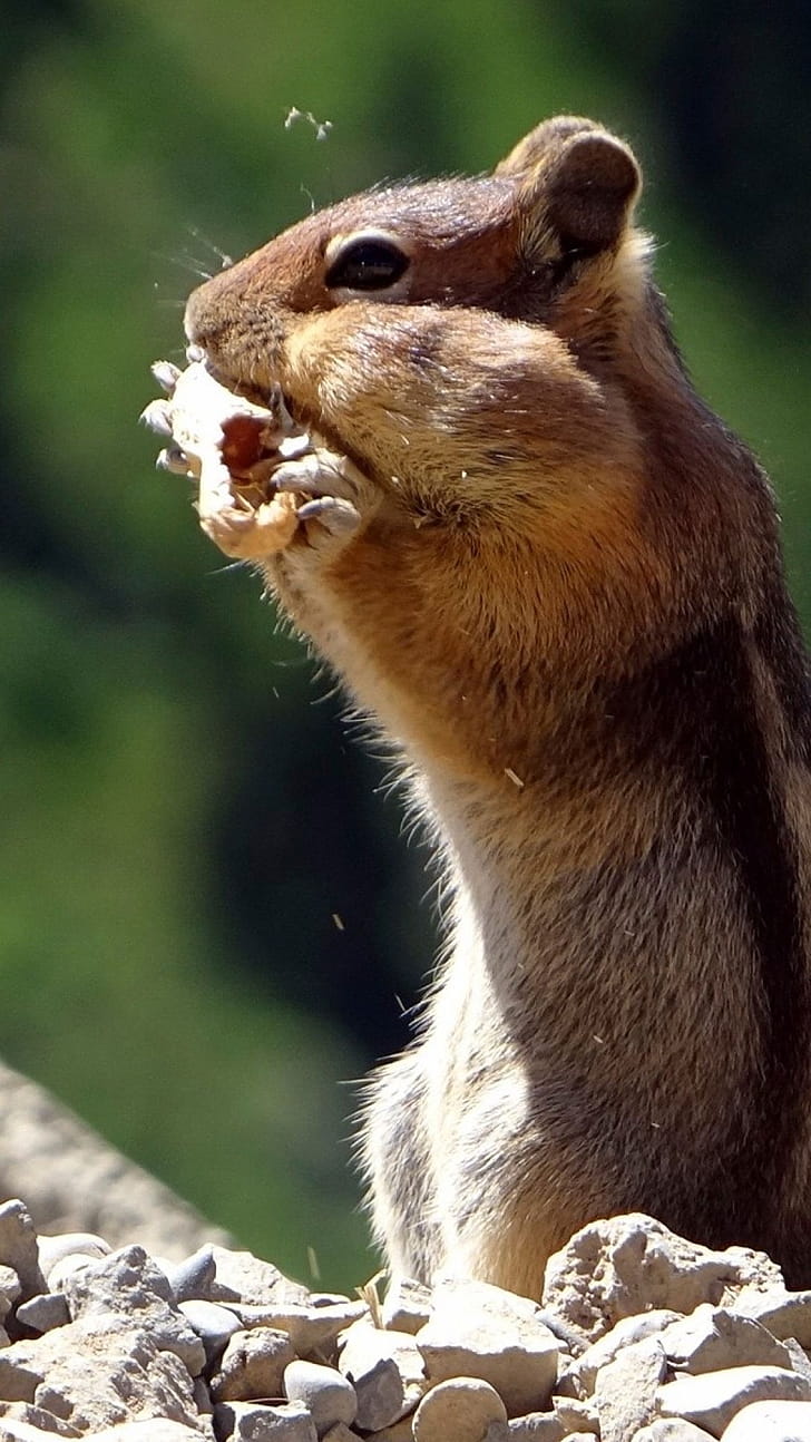 Chipmunk, Animals, , Chipmunk phone wallpaper