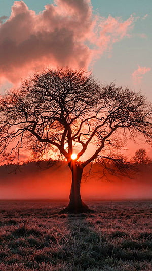 Tree, Nature, Tree phone wallpaper