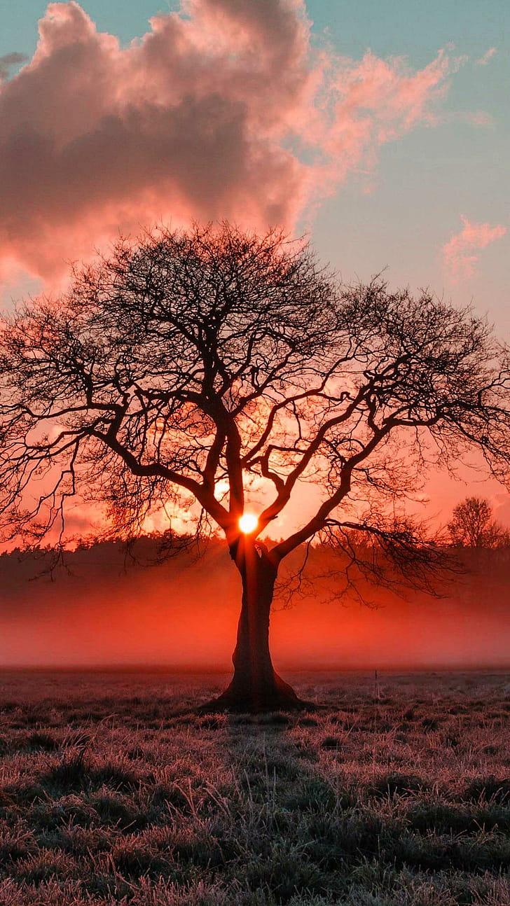 Tree, Nature, Tree phone wallpaper