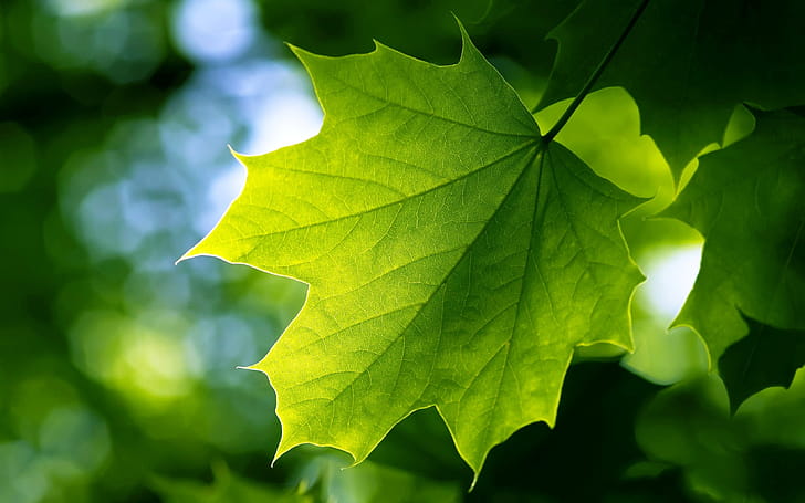 Maple, Green Leaf wallpaper