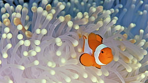 Clownfish, wallpaper