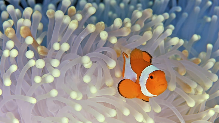 Clownfish, wallpaper