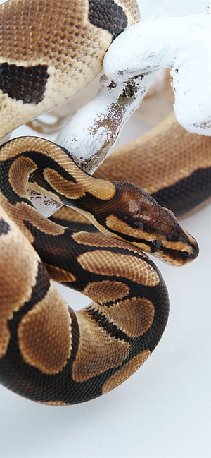 Boa Constrictor, iPhone , phone wallpaper
