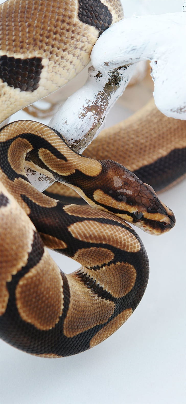 Boa Constrictor, iPhone , phone wallpaper