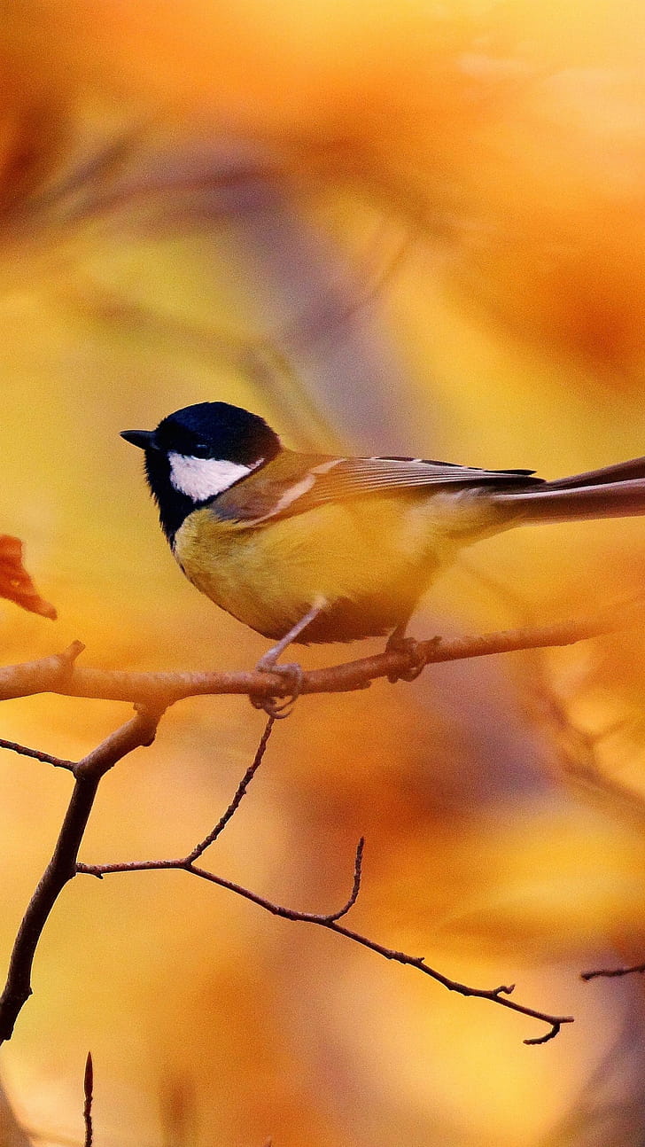 Tit autumn tree, Blur, Animals, phone wallpaper