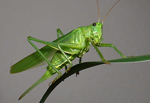 Grasshopper , HQ grasshopper ,  , Visual delight wallpaper