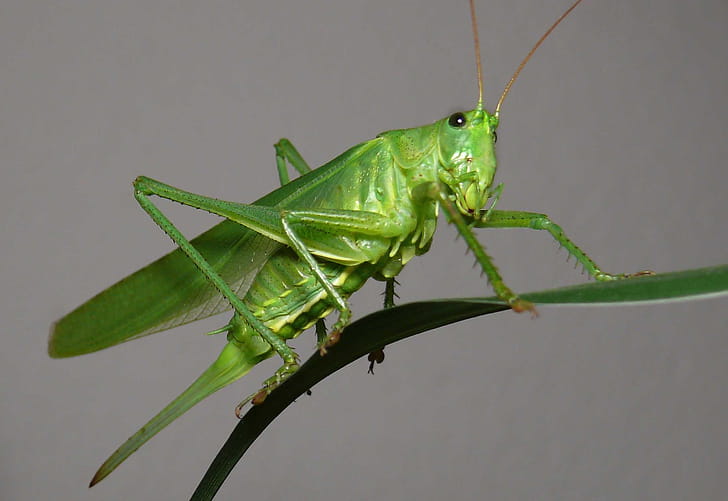 Grasshopper , HQ grasshopper ,  , Visual delight wallpaper