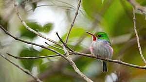 Cuba Bird , birds wallpaper