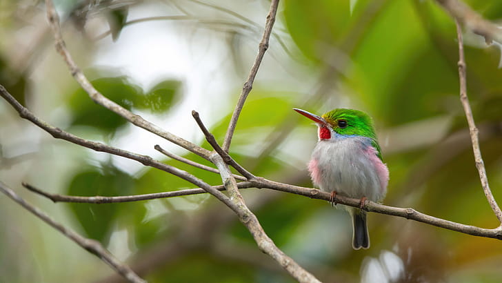 Cuba Bird , birds wallpaper