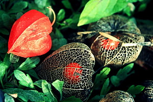 Physalis,  Ultra , Stunning , Immersive visuals wallpaper