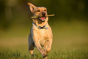 Joyful, Labrador Retriever wallpaper