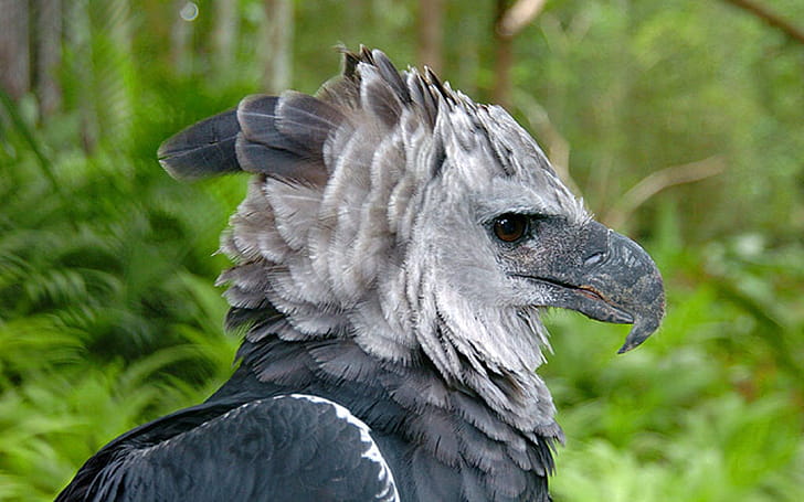 Beak, Harpy Eagle wallpaper