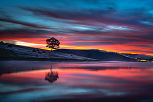 Reflection Tree Body 8k, tree, reflection, nature wallpaper