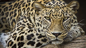 Leopard, 110  leopard,  background wallpaper