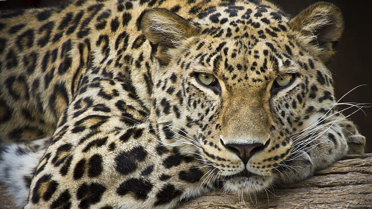 Leopard, 110  leopard,  background wallpaper