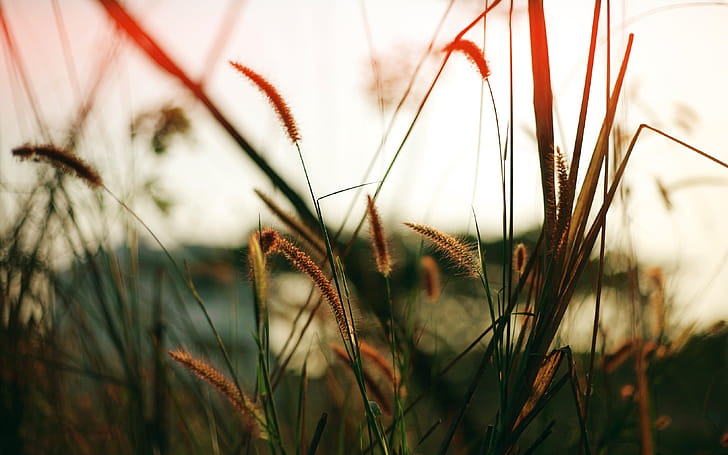 Close Fields, nature, fields wallpaper