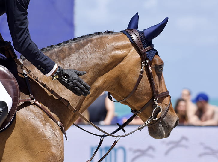 Thoroughbred, Eventing wallpaper