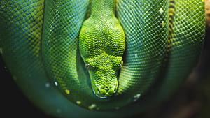 Green tree python, ,  and mobile, Serpent in ultra wallpaper