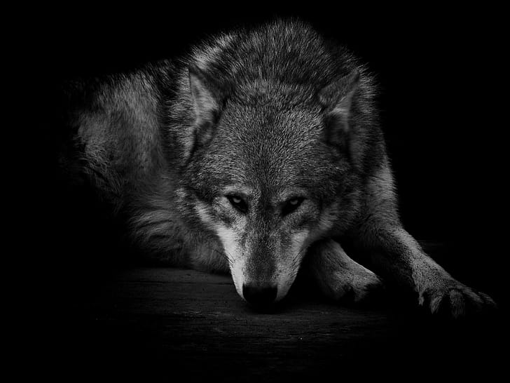 Gray Wolf, , , Lone wolf wallpaper