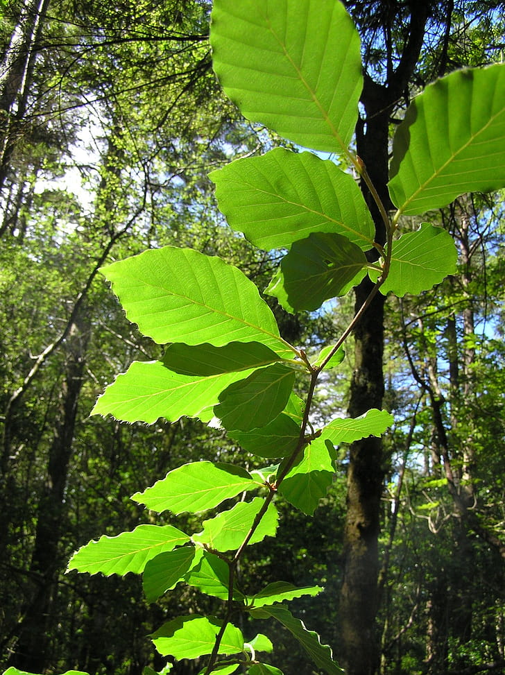 Leaves, Beech Tree phone wallpaper