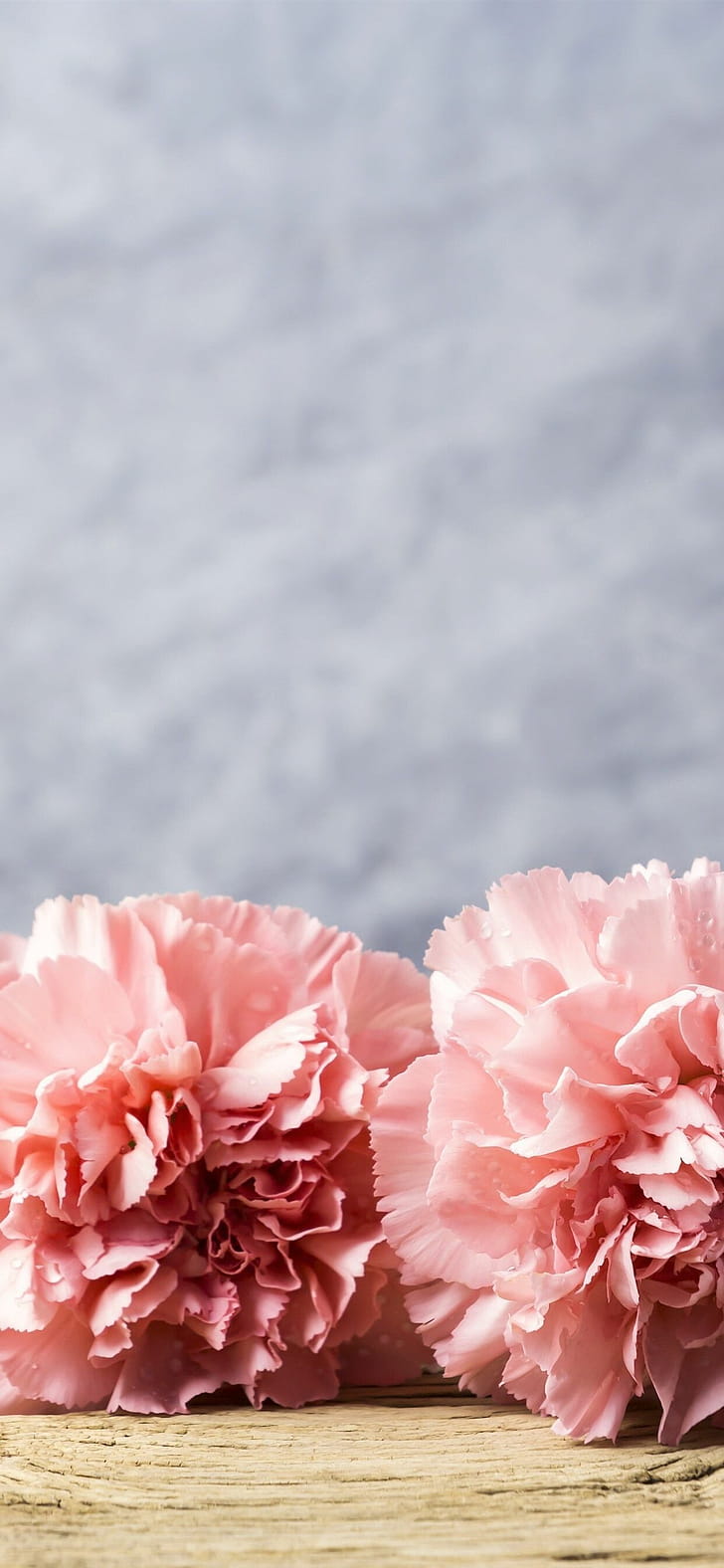 Carnation , Nature phone wallpaper