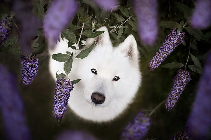 samoyed wallpaper