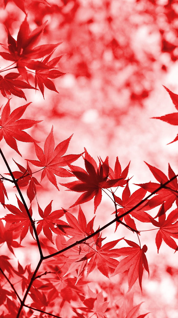 nature, leaf phone wallpaper