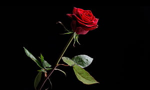 Rose, Flowers wallpaper