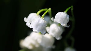 flower, macro wallpaper