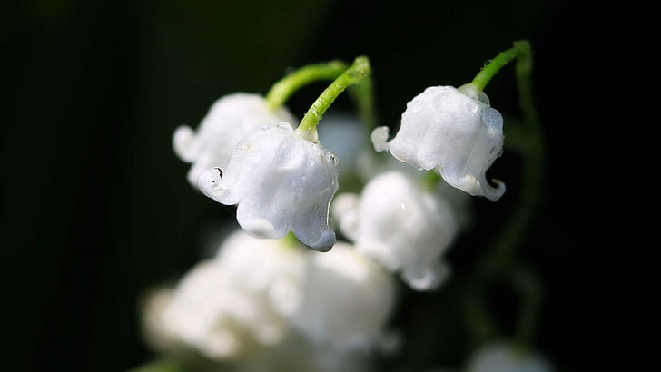 flower, macro wallpaper