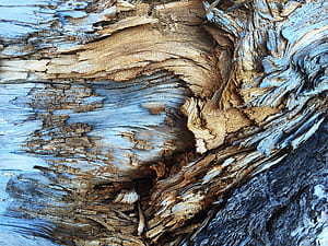 Tree Bark Pattern, pattern, tree, abstract wallpaper