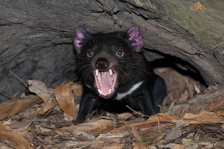 Tasmanian Devil , Animal, Devil , HQ wallpaper