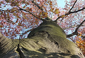 Trunk, Beech Tree wallpaper