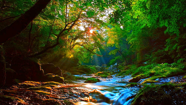 Tree, Greenery, Sunshine,  , Stream, Forest wallpaper