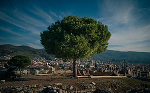 tree wallpaper