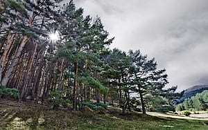 Forest wallpaper