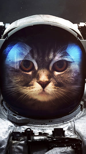 cat, Sci Fi, astronaut phone wallpaper