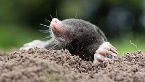 Mole identification, Vole identification, Gopher identification, Rodent recognition wallpaper