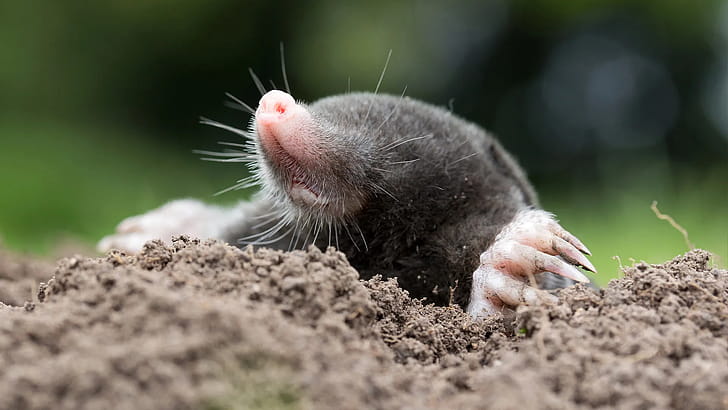 Mole identification, Vole identification, Gopher identification, Rodent recognition wallpaper