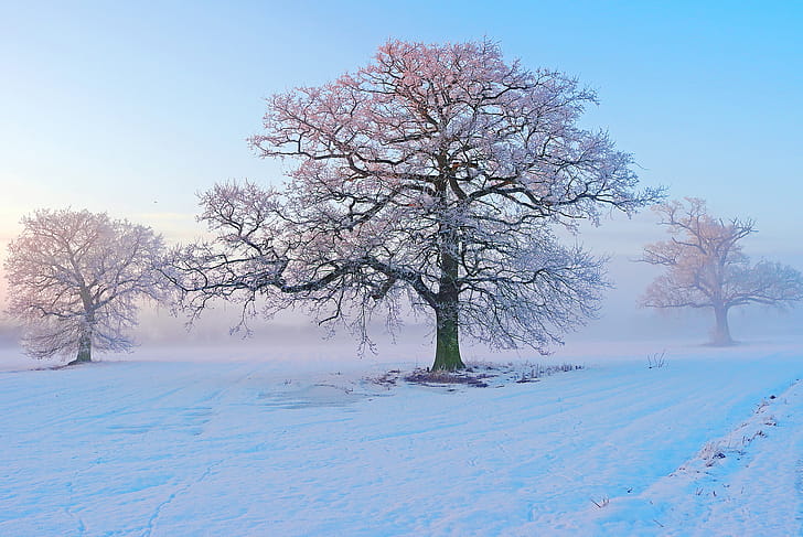 Winter, Snow, Tree wallpaper