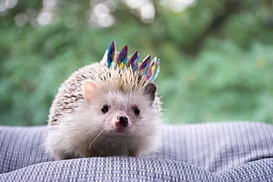 Tiny hedgehog, High definition , High resolution wallpaper