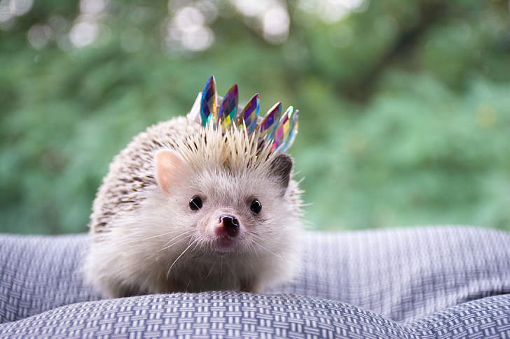 Tiny hedgehog, High definition , High resolution wallpaper