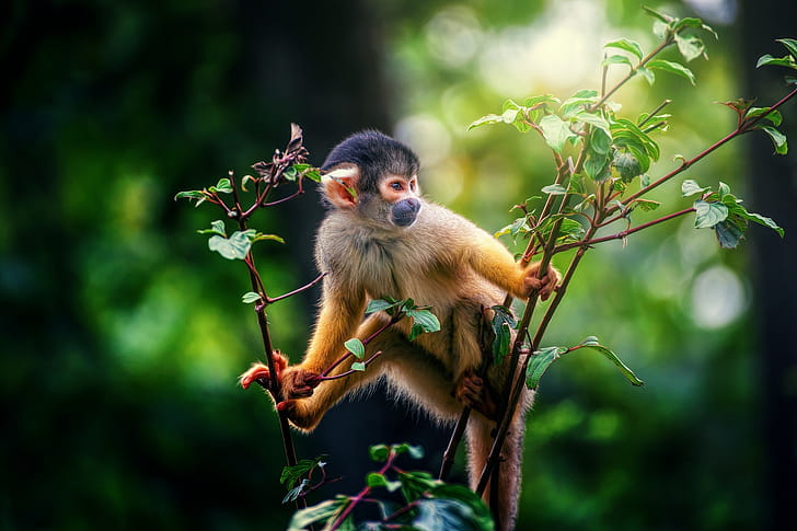Squirrel monkey, Monkey , Monkey wallpaper