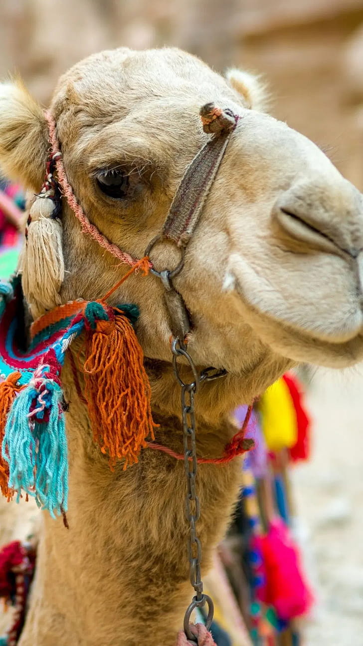 Funny camels, Android , iPhone background, phone wallpaper