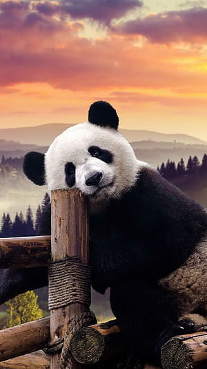 Panda, Bears phone wallpaper