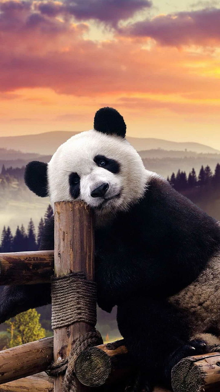 Panda, Bears phone wallpaper