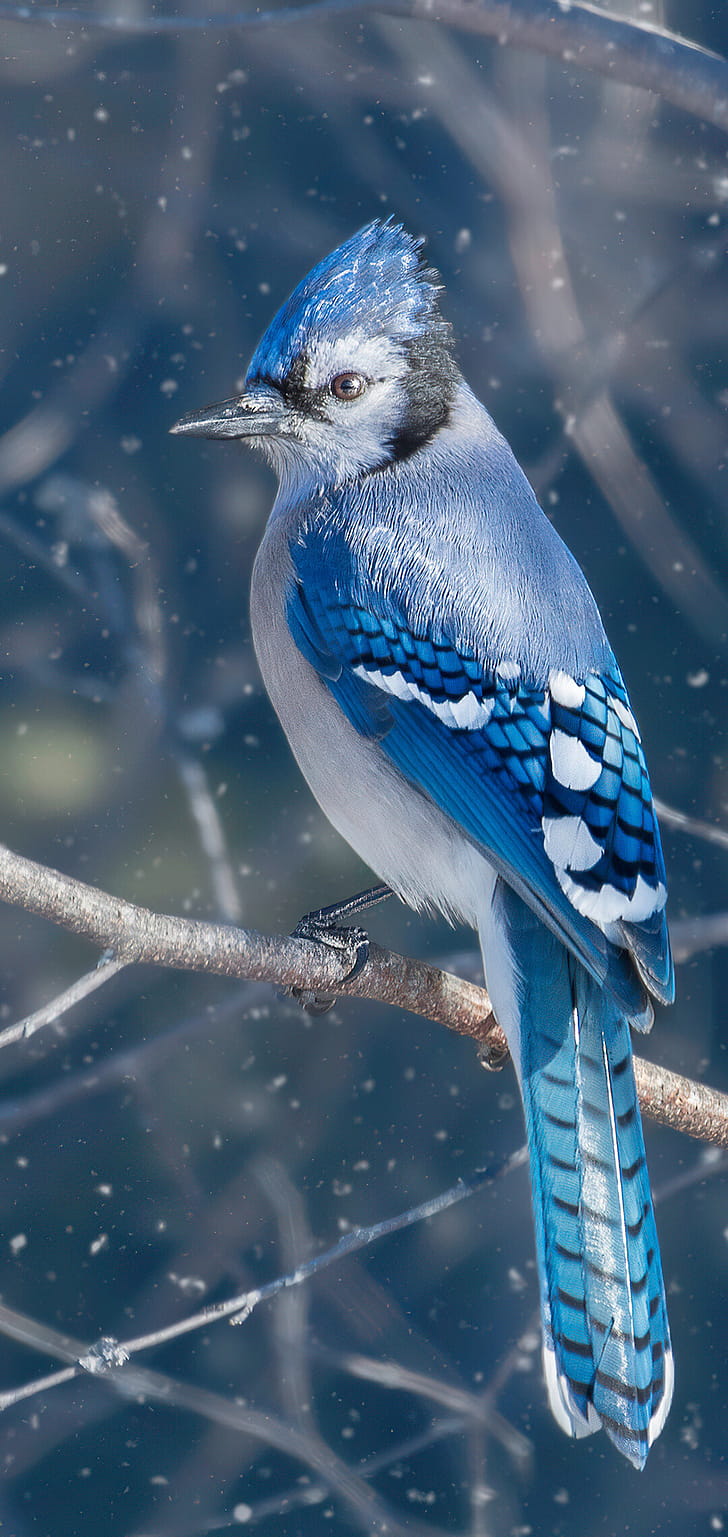 Blue jay bird, phone wallpaper